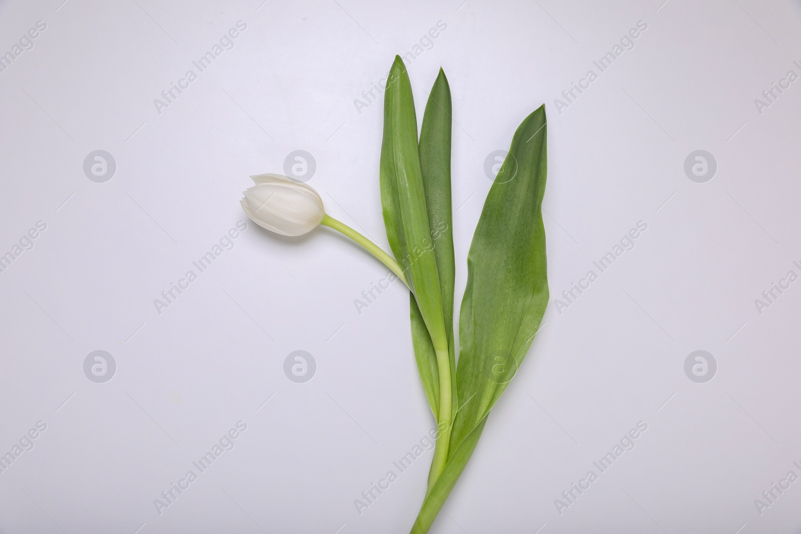 Photo of One tulip flower on white background, top view