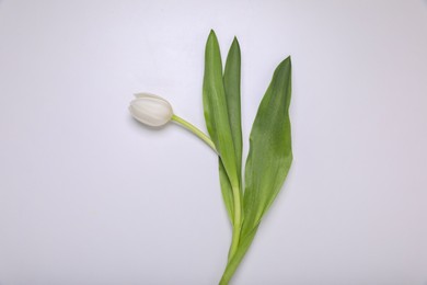 One tulip flower on white background, top view