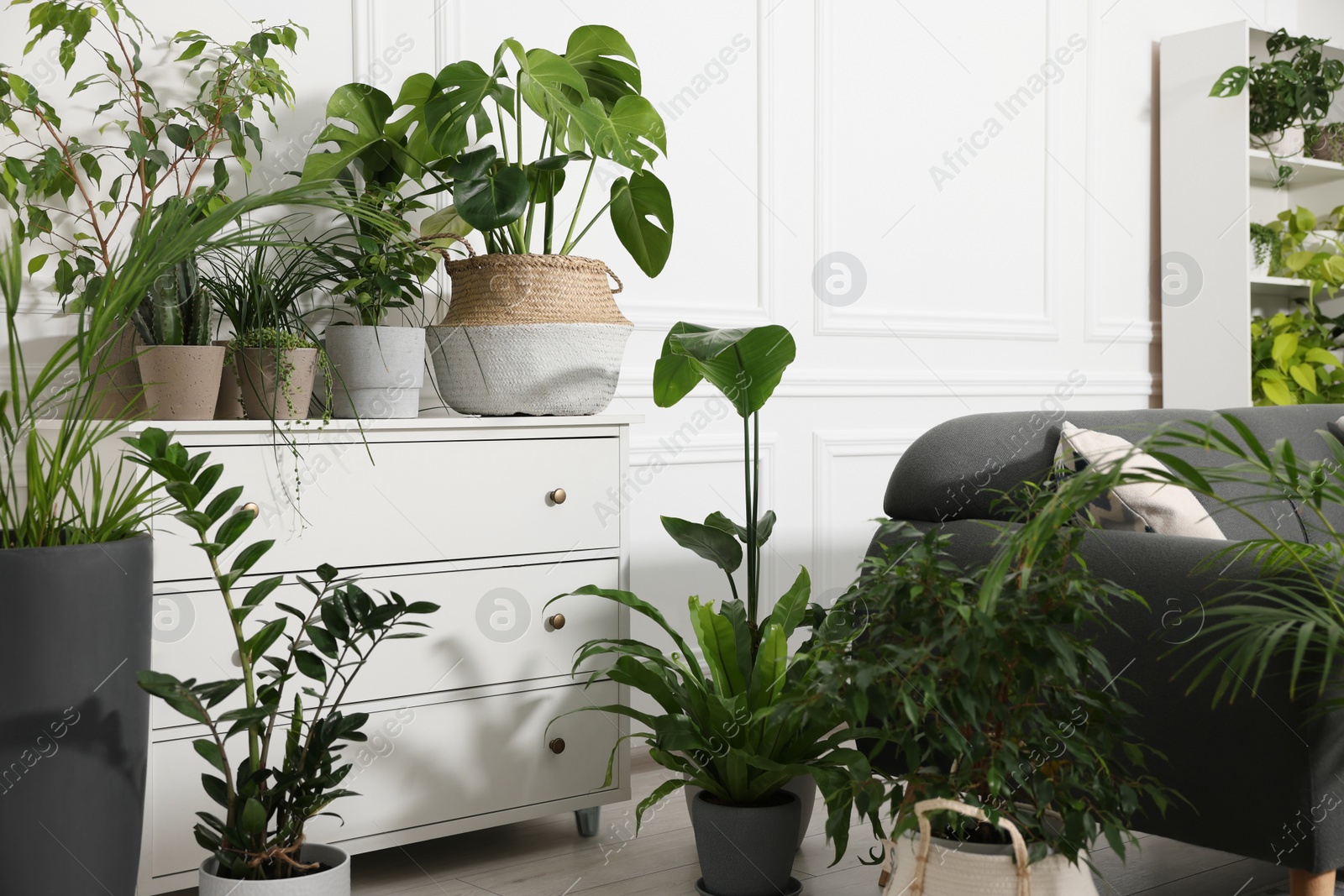 Photo of Chest of drawers, beautiful potted houseplants and comfortable sofa in room. Interior design