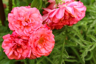 Photo of Beautiful blooming pink roses in garden on summer day, closeup view. Space for text