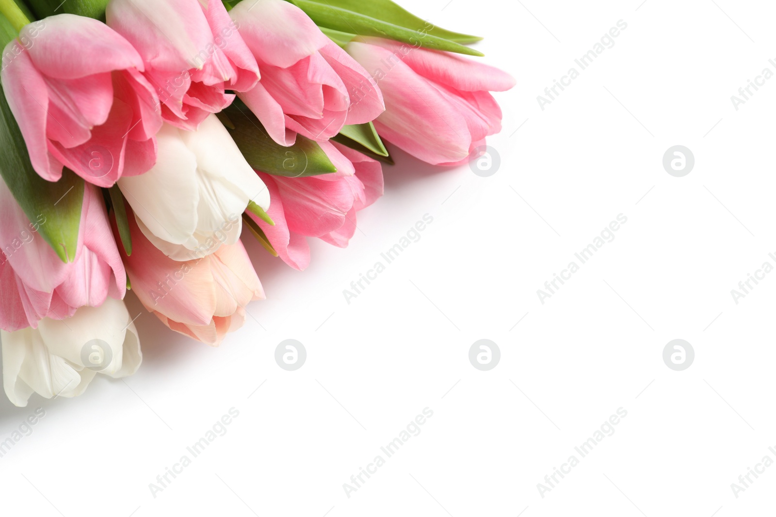 Photo of Beautiful spring tulips on white background. International Women's Day