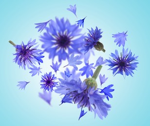 Image of Bright cornflowers in air on light blue background