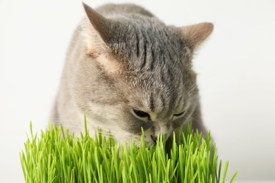 Photo of Cute cat and fresh green grass on white background, closeup