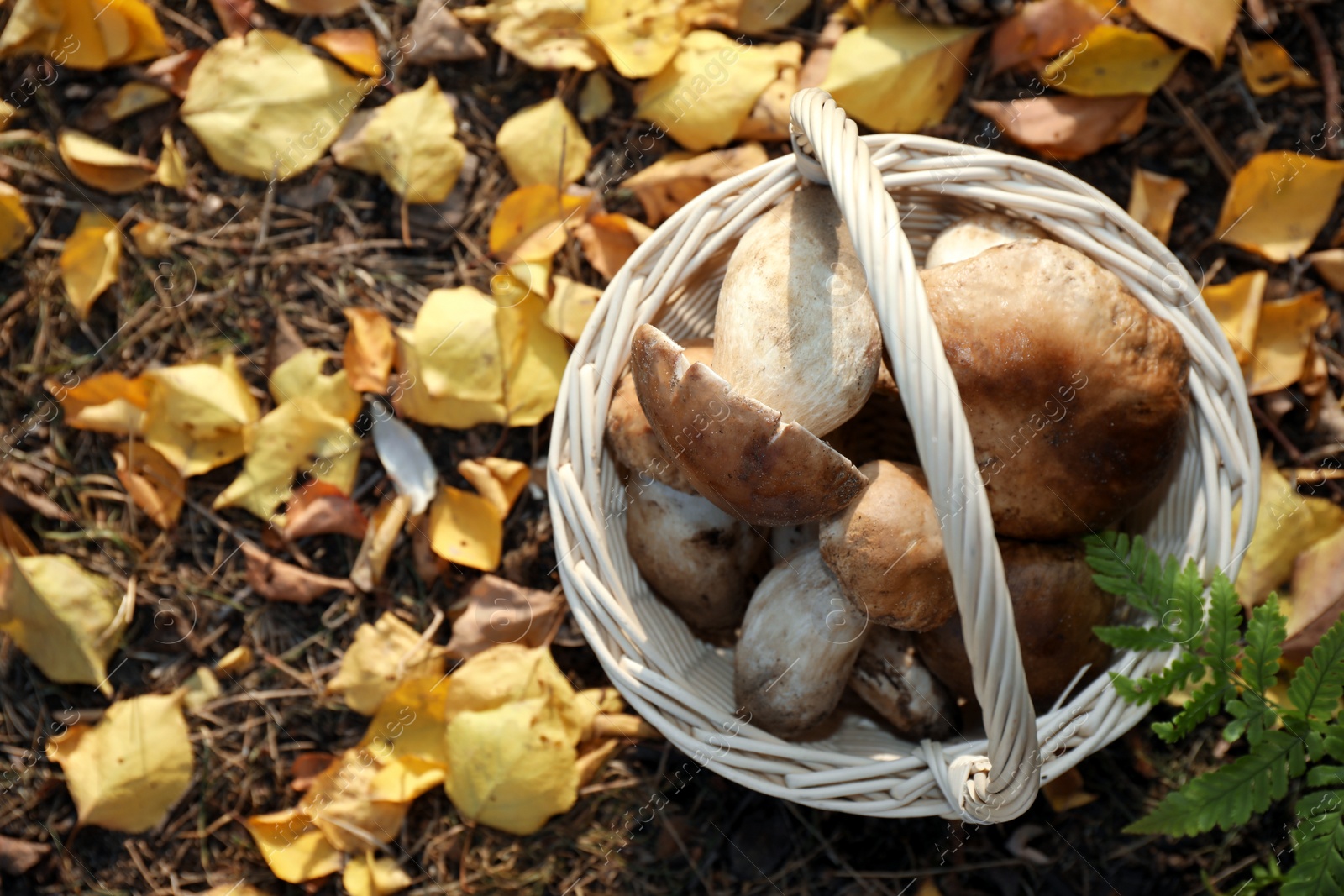 Photo of Wicker basket with fresh wild mushrooms in forest, top view