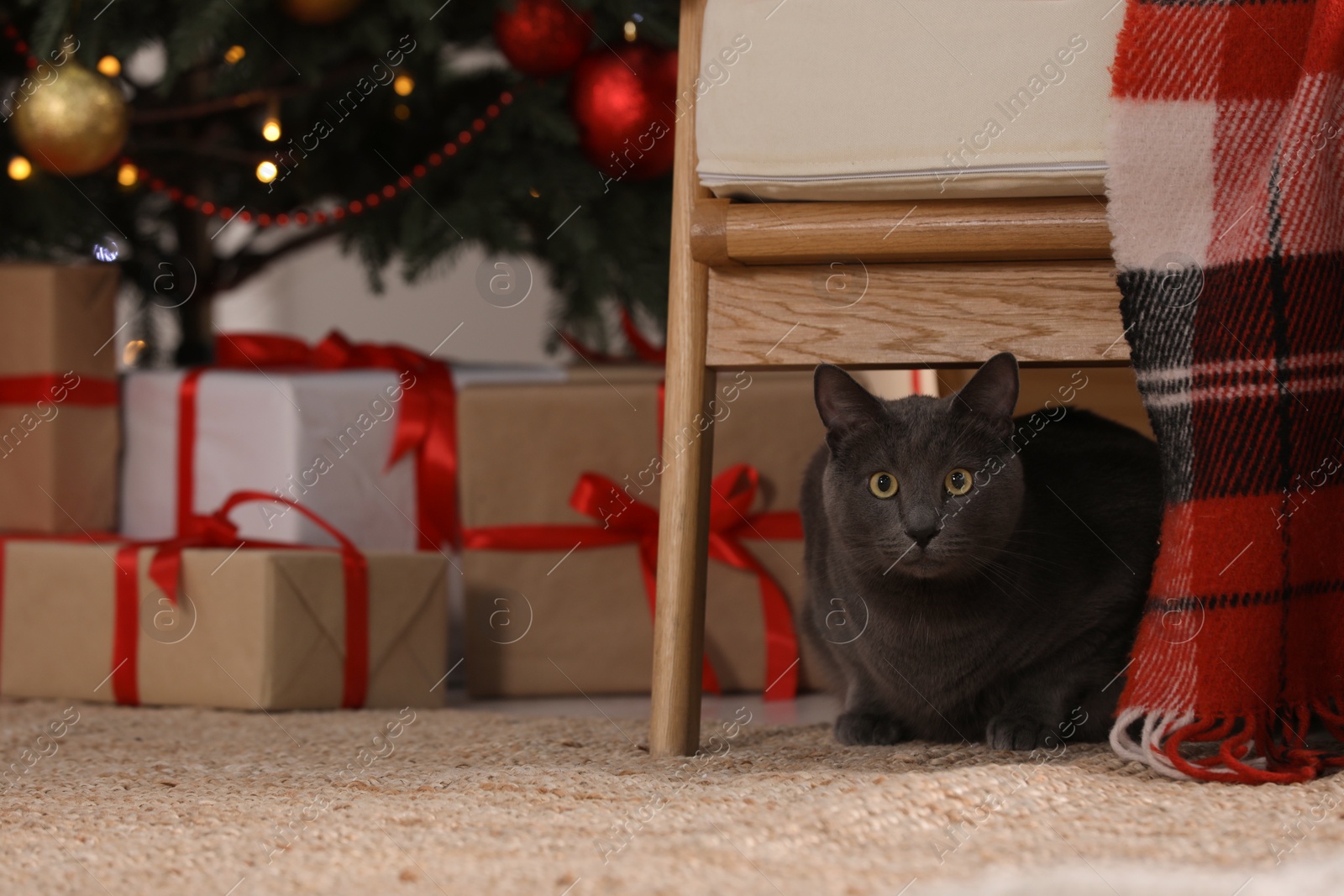 Photo of Cute cat under chair in room decorated for Christmas