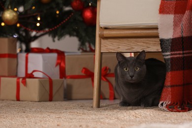 Cute cat under chair in room decorated for Christmas