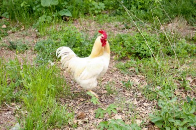 Photo of One white rooster walking on green lawn outdoors
