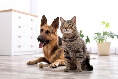 Photo of Adorable cat and dog resting together at home. Animal friendship