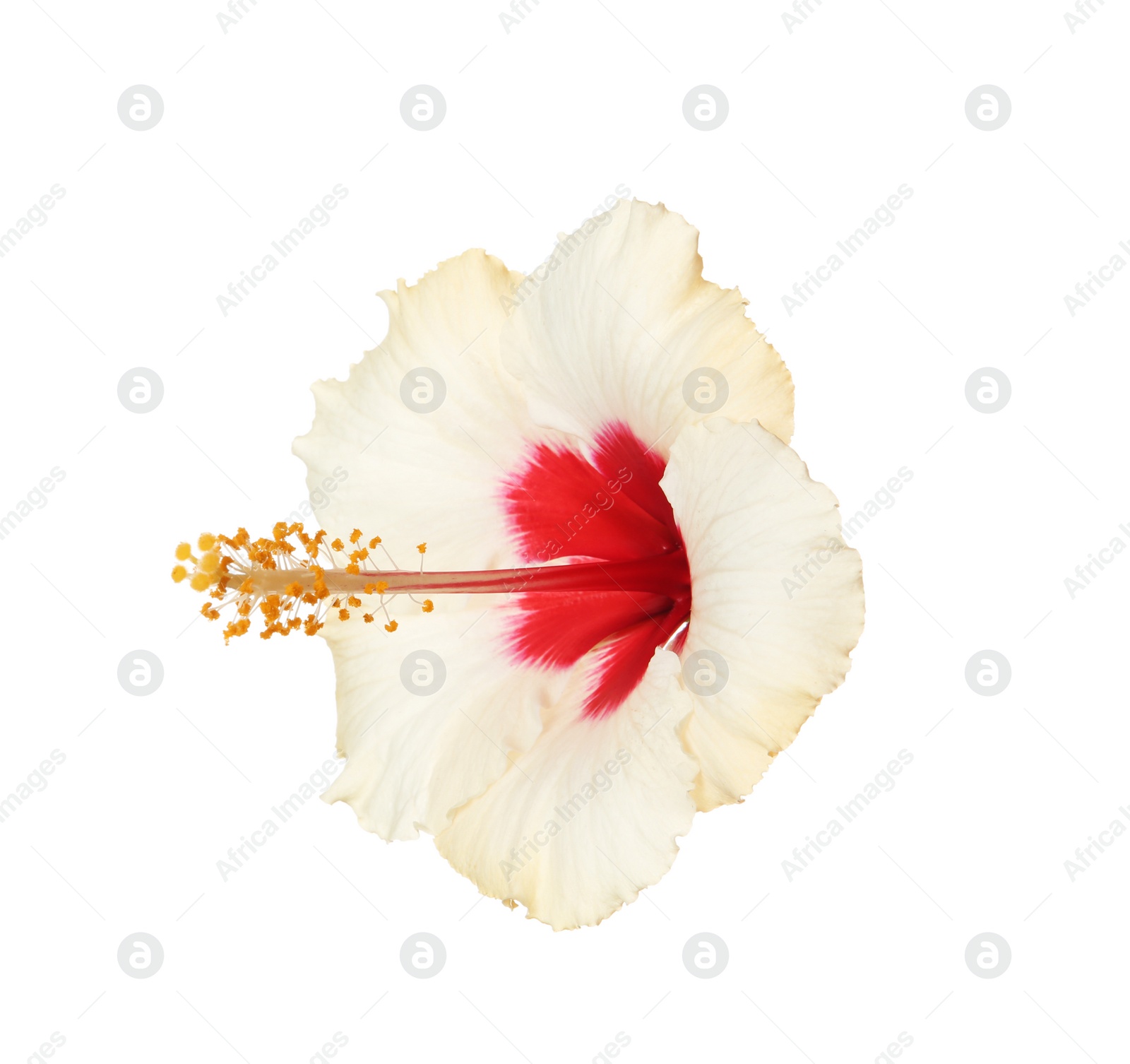 Photo of Beautiful tropical Hibiscus flower on white background