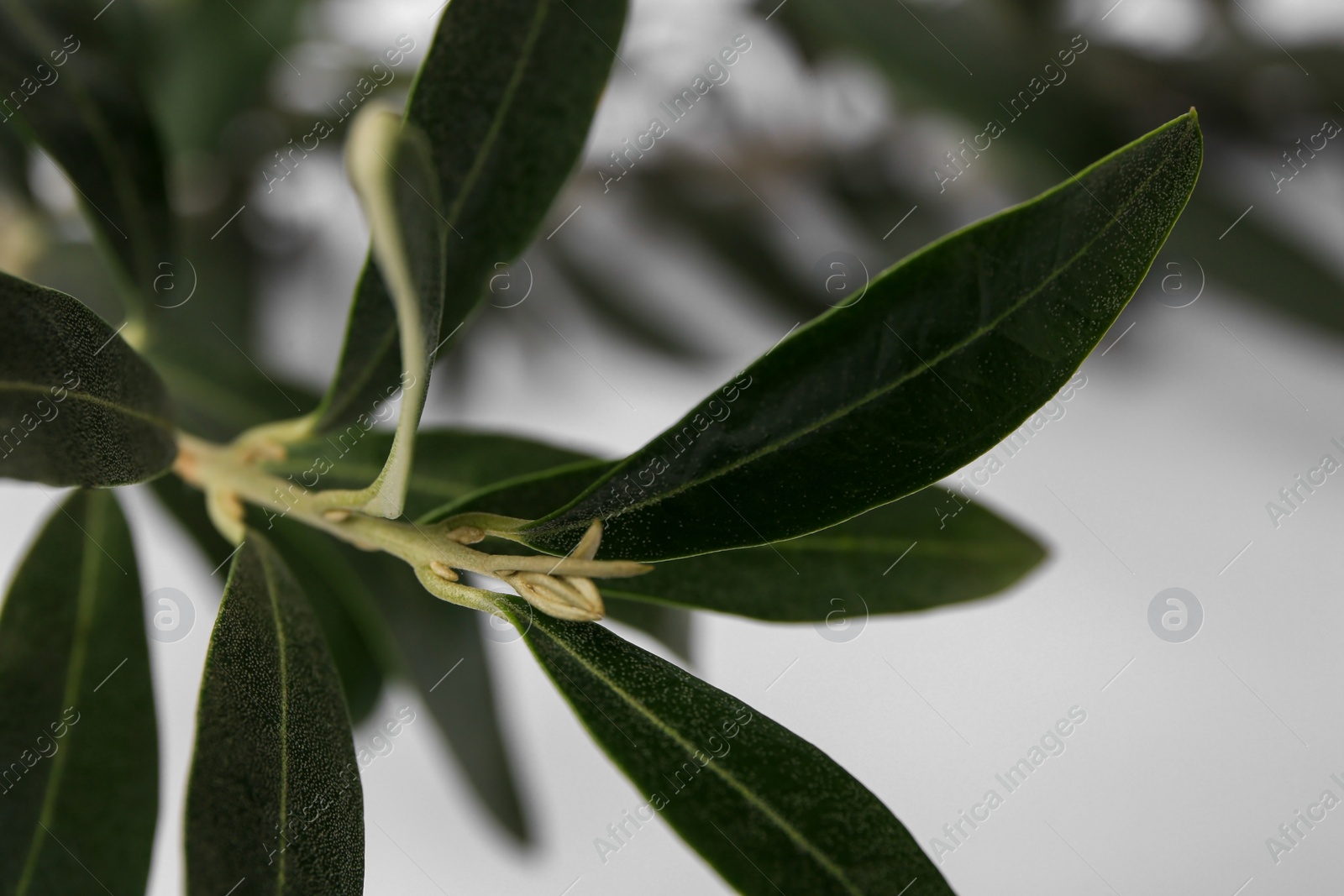 Photo of Fresh green olive tree on blurred background, closeup