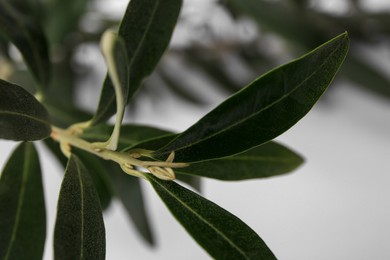 Fresh green olive tree on blurred background, closeup