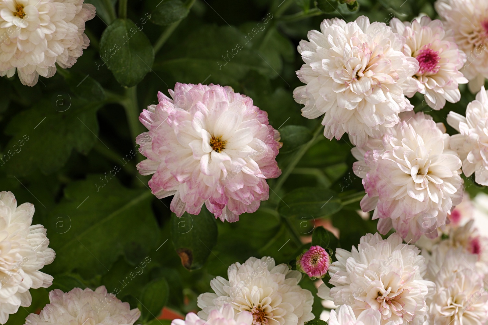 Photo of Beautiful colorful chrysanthemum flowers with leaves, closeup