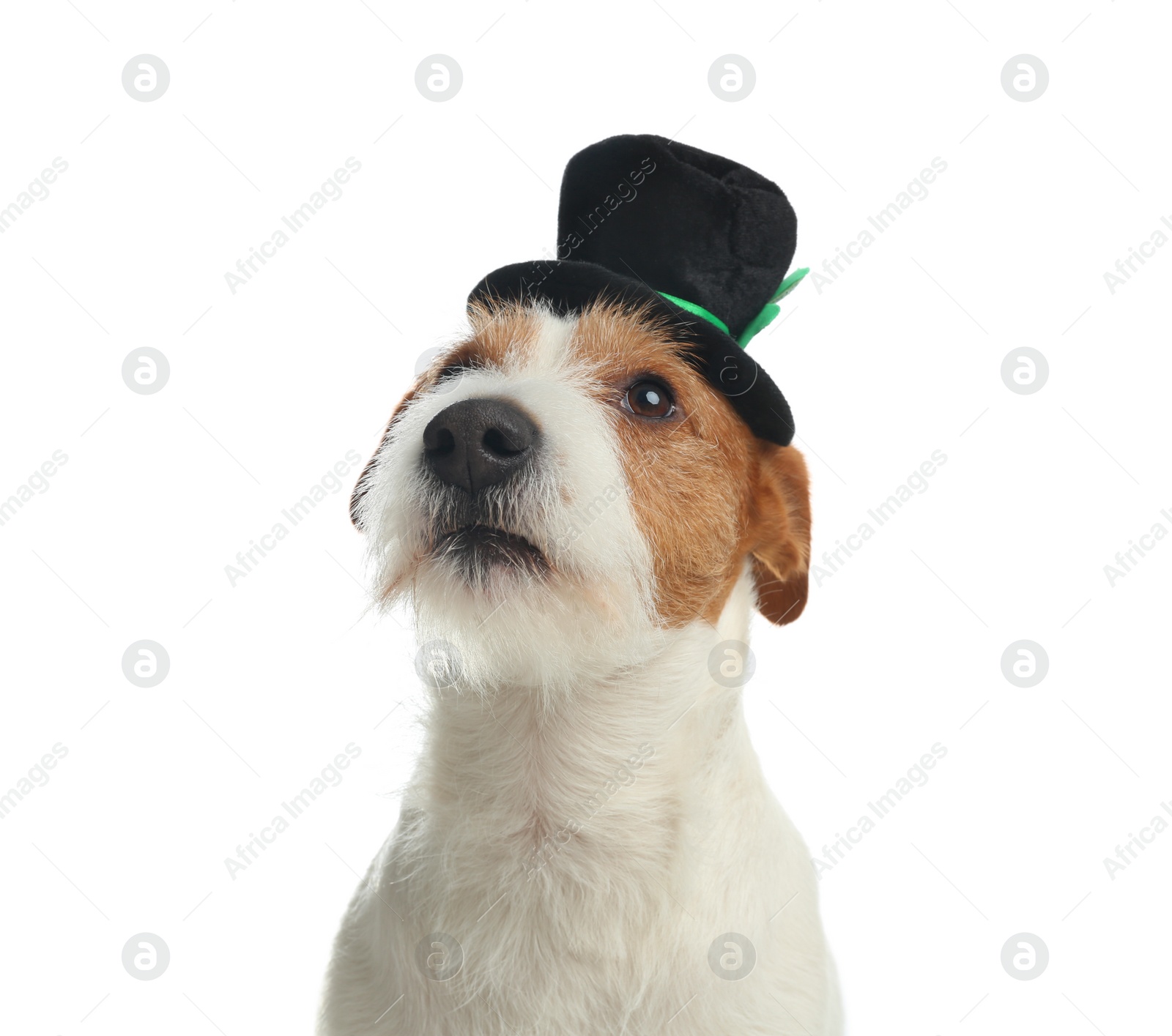 Photo of Jack Russell terrier with leprechaun hat on white background. St. Patrick's Day