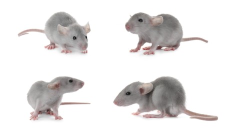 Image of Set of cute little rats on white background. Banner design
