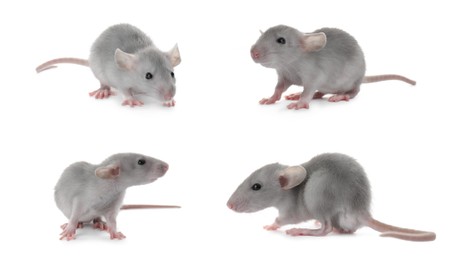 Set of cute little rats on white background. Banner design