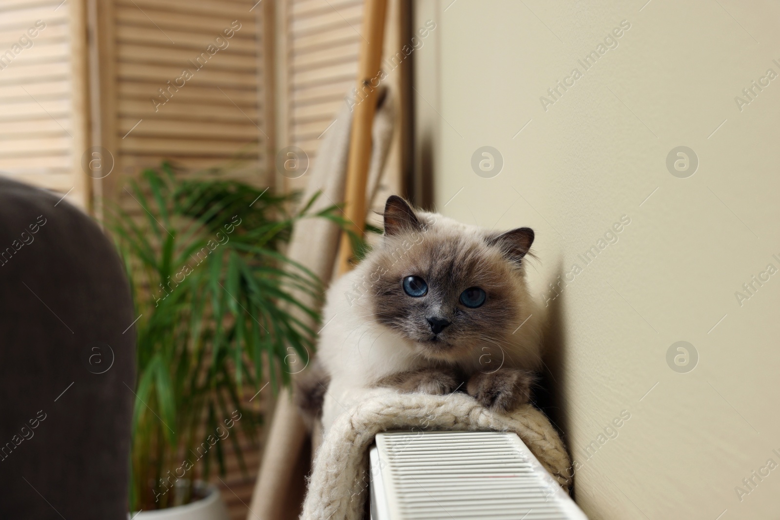 Photo of Cute Birman cat on radiator with knitted plaid indoors