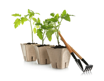 Photo of Gardening tools and green tomato seedlings in peat pots isolated on white