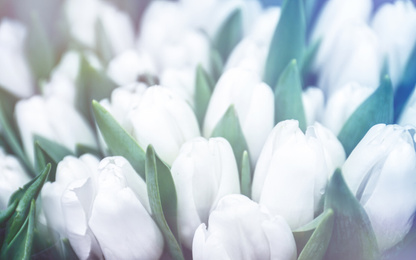 Image of Fresh bouquet of beautiful tulip flowers, closeup