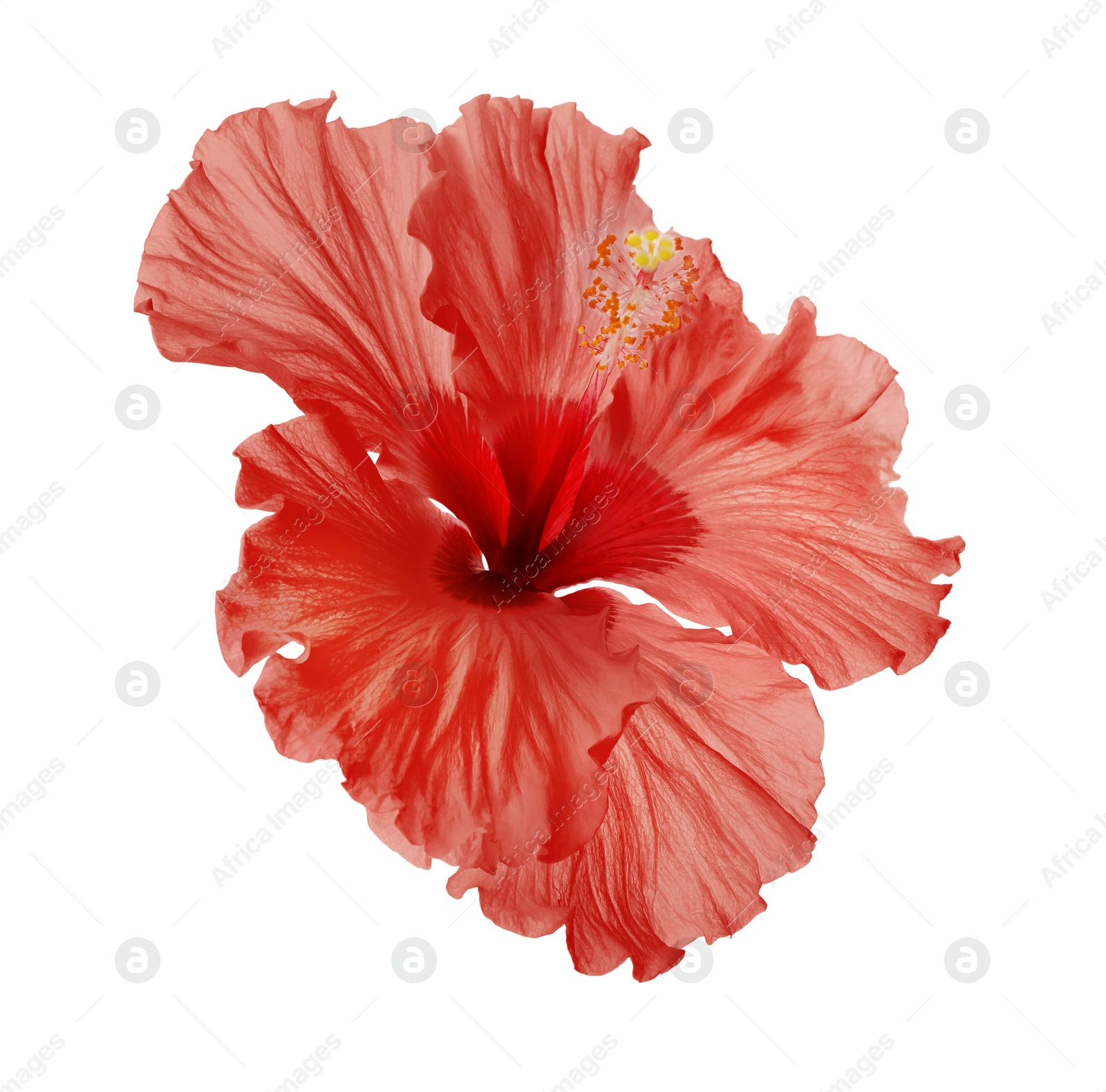 Image of Beautiful tropical hibiscus flower isolated on white