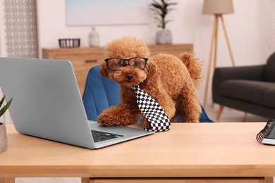 Photo of Cute Maltipoo dog wearing checkered tie and glasses at desk with laptop in room. Lovely pet