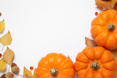 Composition with ripe pumpkins, autumn leaves, berries and acorns on white background, top view