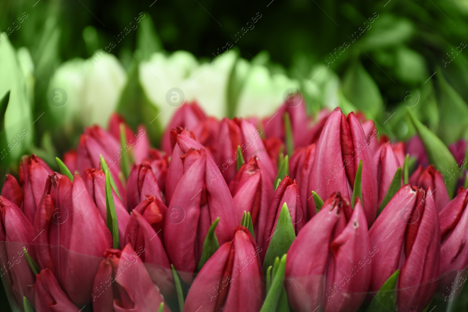 Photo of Fresh bouquet of beautiful tulip flowers, closeup