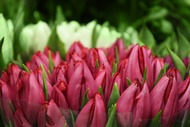 Photo of Fresh bouquet of beautiful tulip flowers, closeup