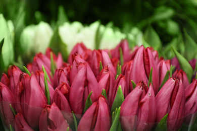 Fresh bouquet of beautiful tulip flowers, closeup