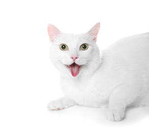 Photo of Cute cat on white background. Fluffy pet