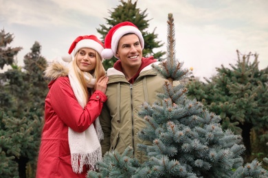 Photo of Couple choosing Christmas tree at market outdoors