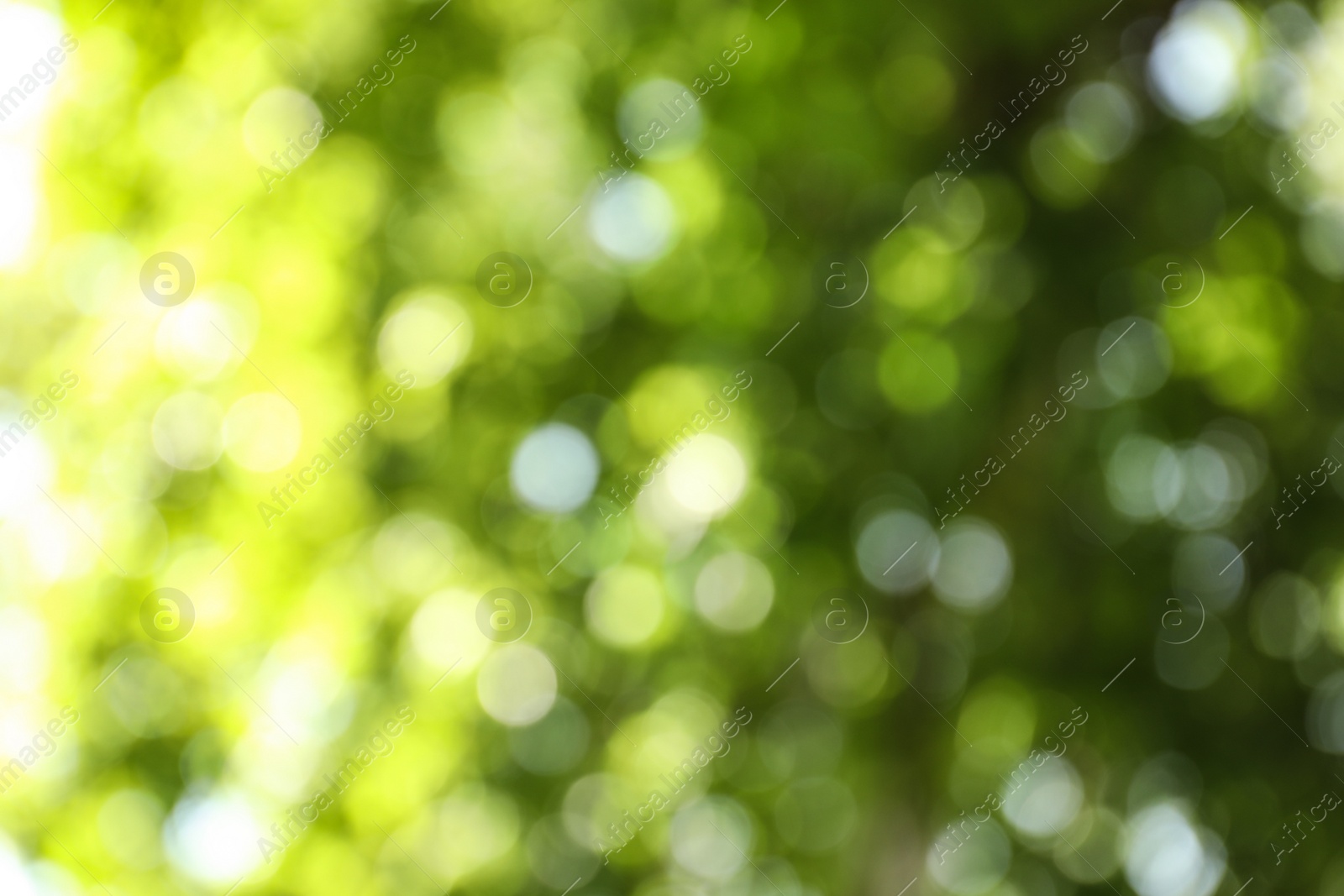 Photo of Blurred view of abstract green background. Bokeh effect