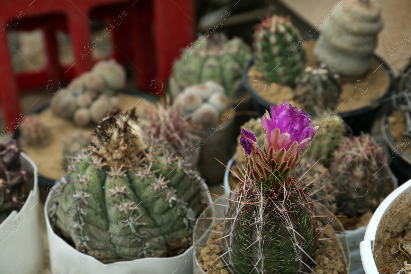 Photo of Different beautiful cacti in pots outdoors, closeup view