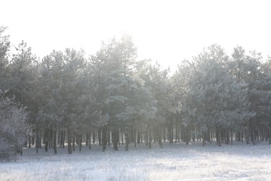 Photo of Beautiful forest covered with snow in winter
