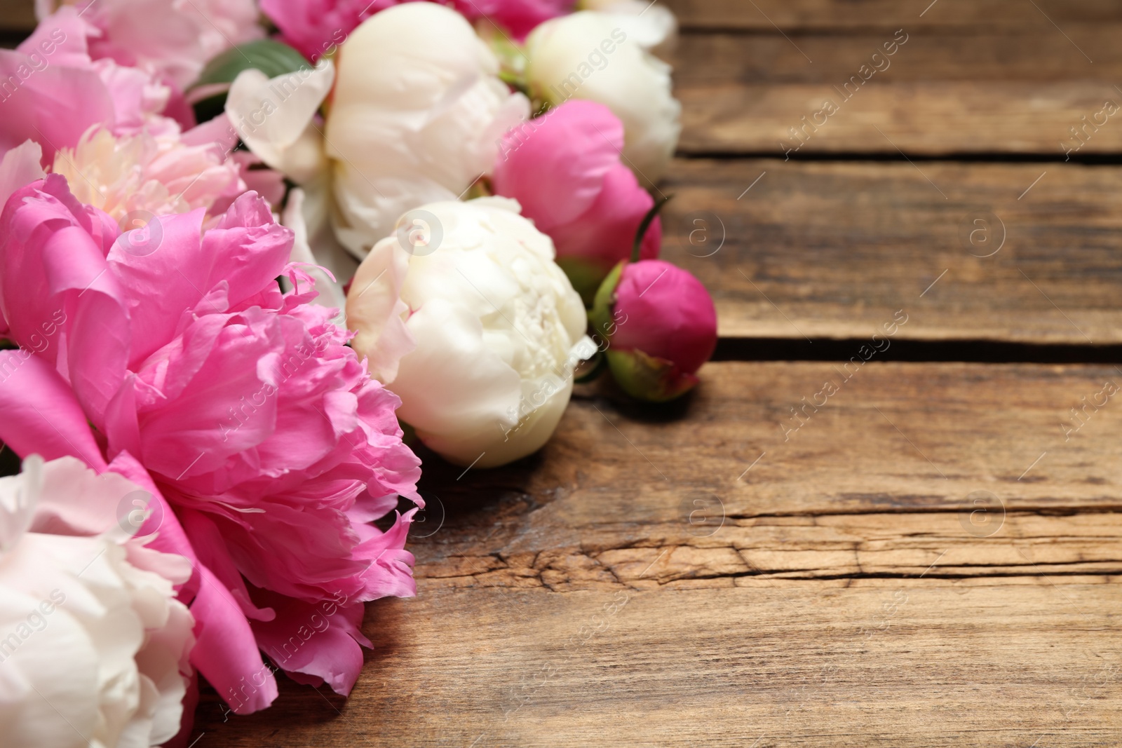 Photo of Beautiful peonies on wooden background, closeup. Space for text