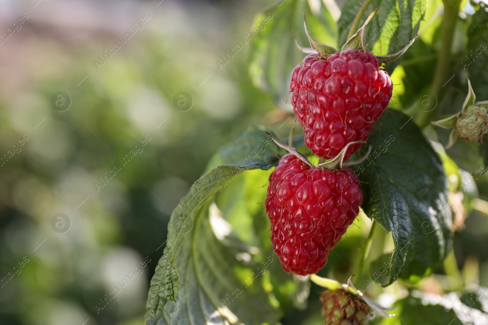 Photo of Red raspberries growing on bush outdoors, closeup. Space for text