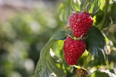 Photo of Red raspberries growing on bush outdoors, closeup. Space for text