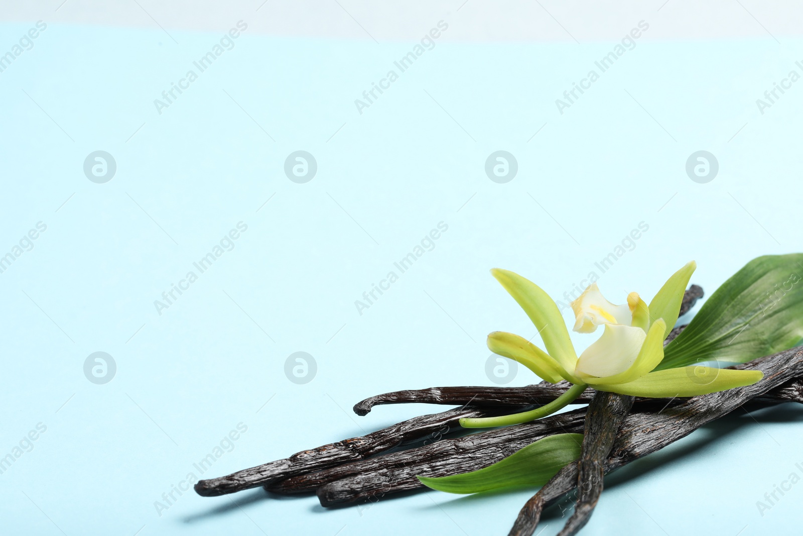 Photo of Vanilla pods, beautiful flower and green leaves on light blue background, closeup. Space for text