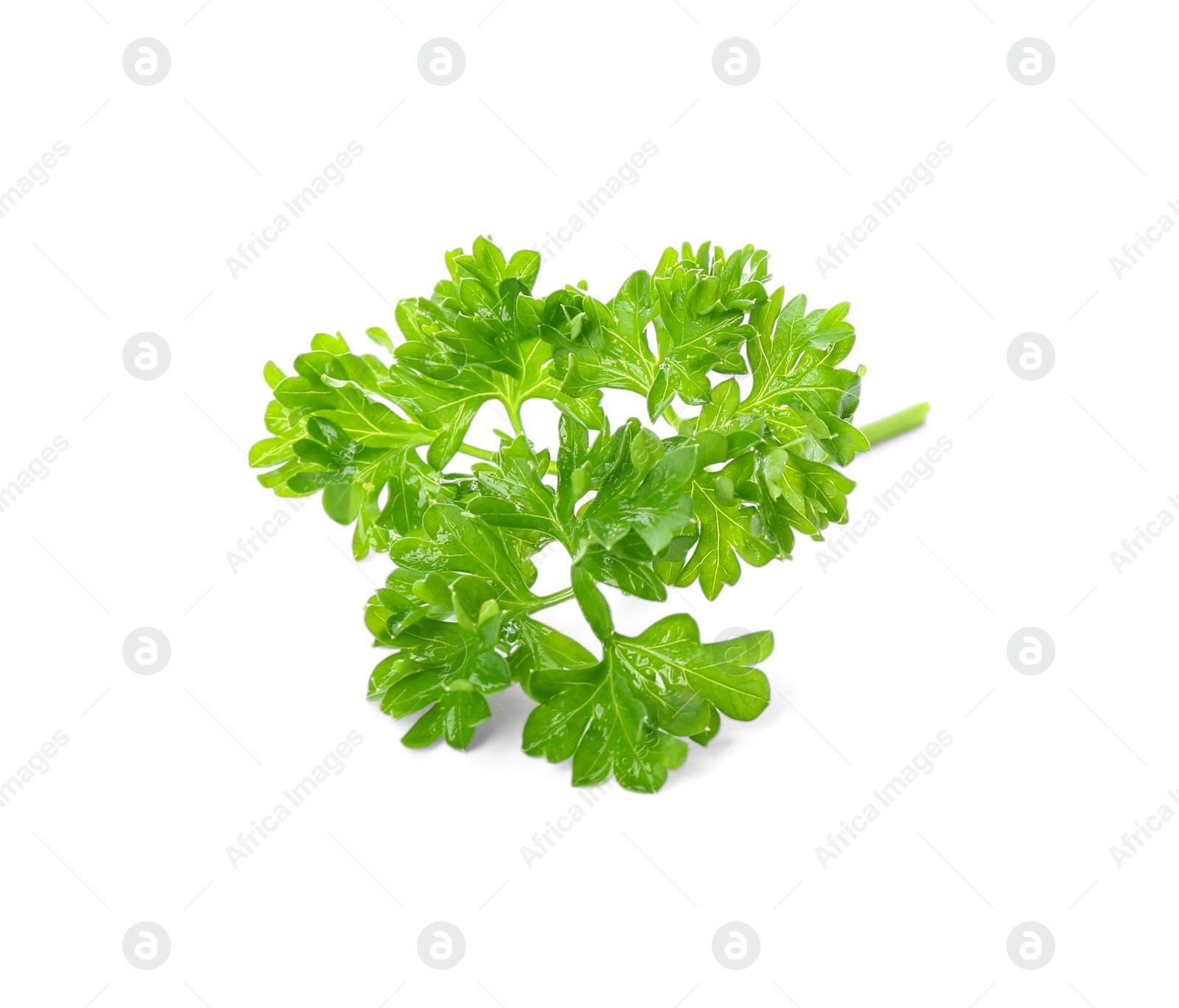 Photo of Fresh green curly parsley on white background