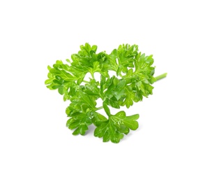 Photo of Fresh green curly parsley on white background