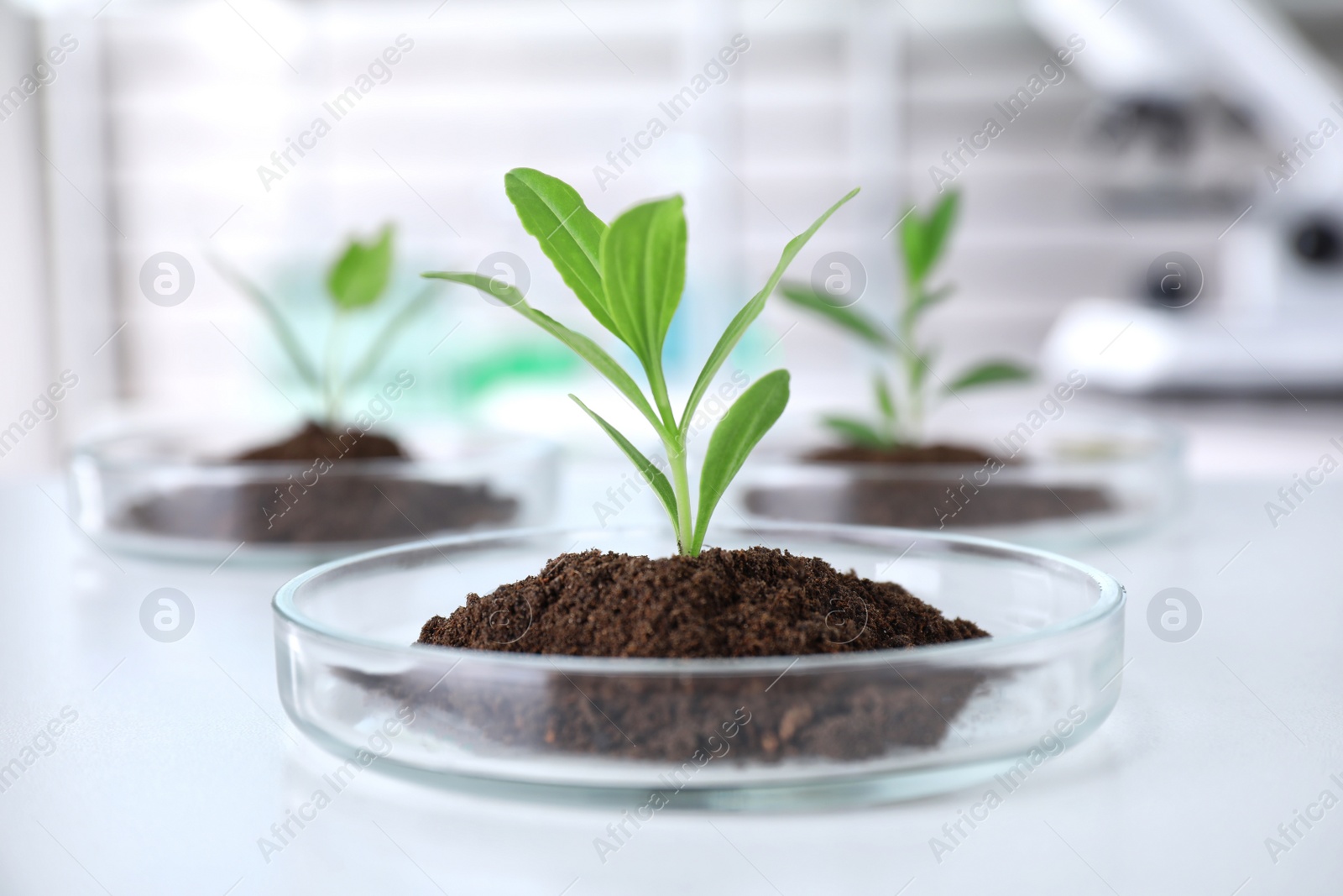 Photo of Green plant in Petri dish on table in laboratory. Biological chemistry