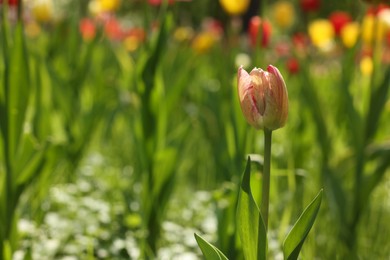 Photo of Beautiful bright tulip growing outdoors on sunny day, closeup. Space for text