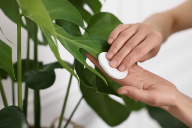 Photo of Woman wiping leaves of beautiful houseplant with cotton pad indoors, closeup