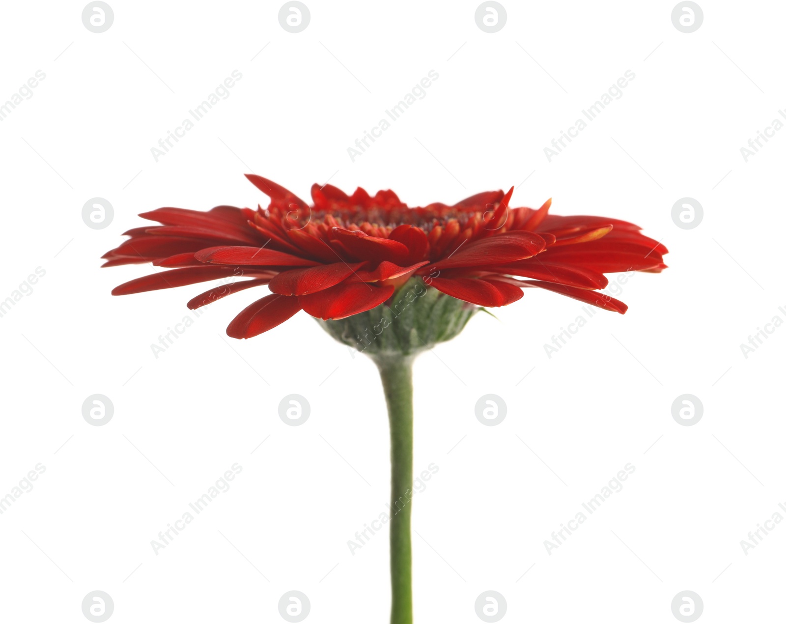 Photo of Beautiful red gerbera flower on white background