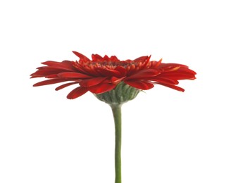 Beautiful red gerbera flower on white background