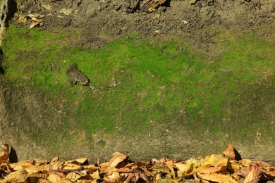 Photo of Textured wall with green moss outdoors on sunny day, closeup