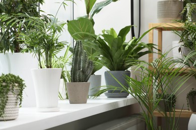 Photo of Many beautiful potted houseplants near window indoors