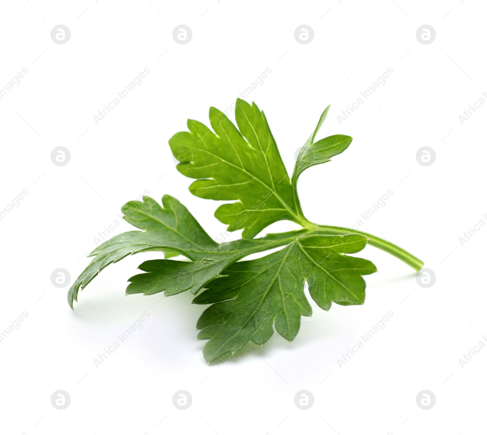 Photo of Fresh green parsley on white background