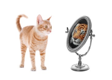Image of Cute cat looks like tiger into reflection of mirror on white background