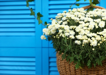 Photo of Beautiful white chrysanthemum flowers near blue shutters, closeup