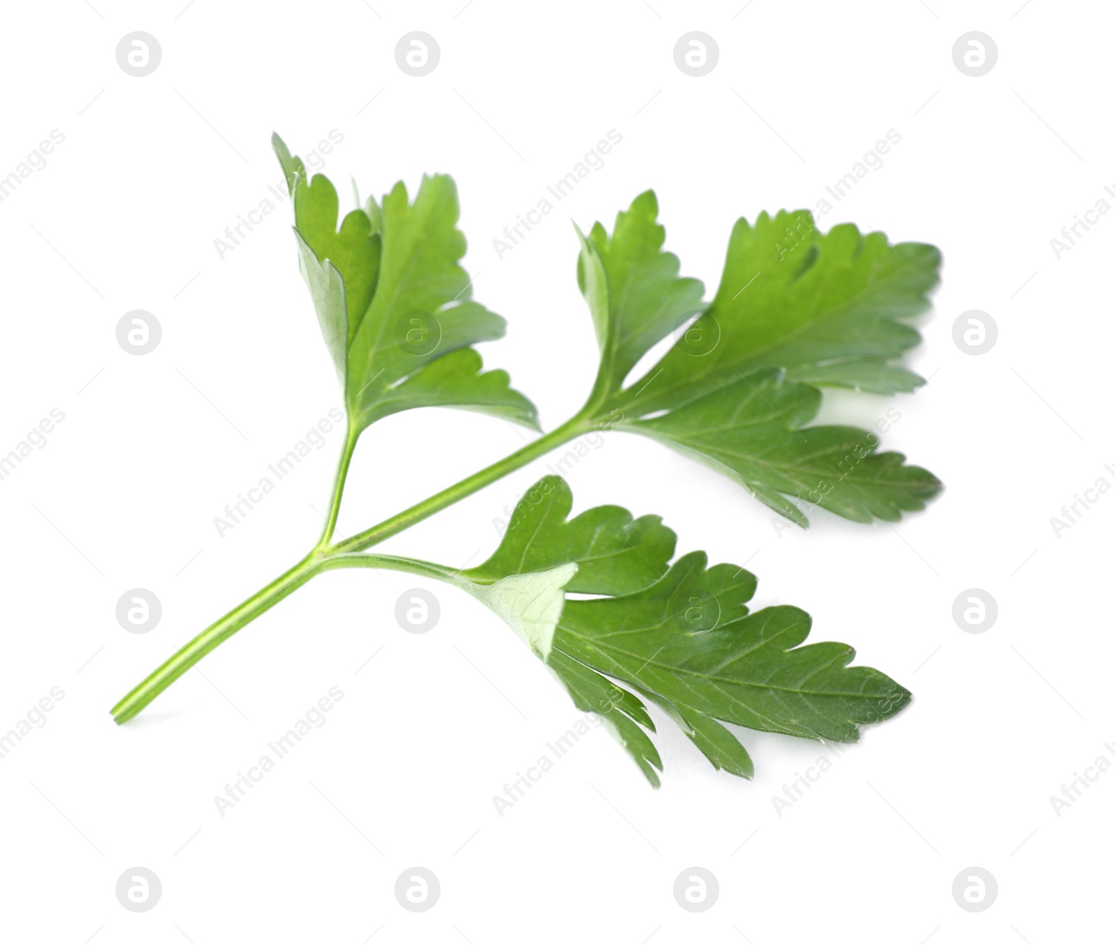 Photo of Fresh green organic parsley isolated on white